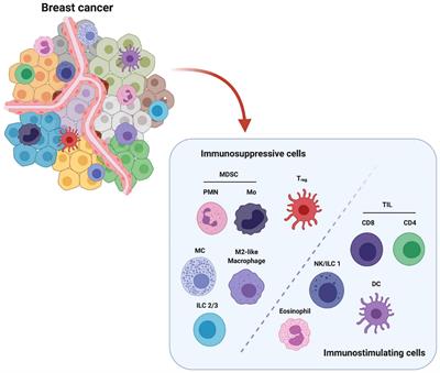 Corrigendum: Targeting innate immunity in breast cancer therapy: a narrative review